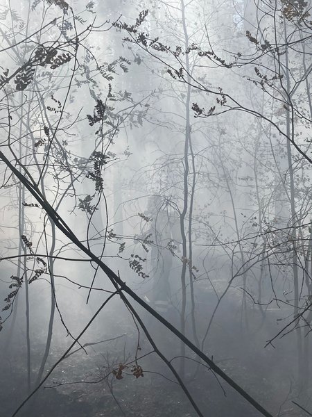 Starke Verrauchung beim Waldbrand