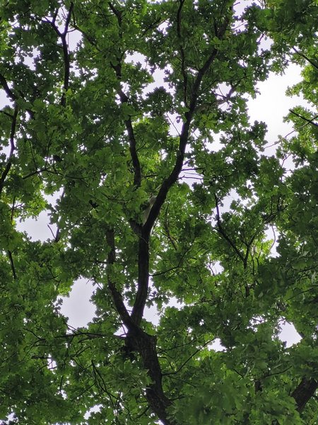 Katze im Baum