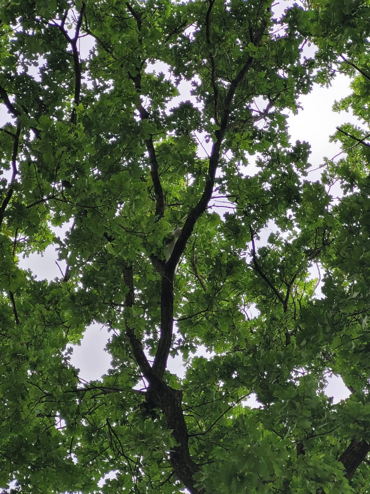 Katze im Baum